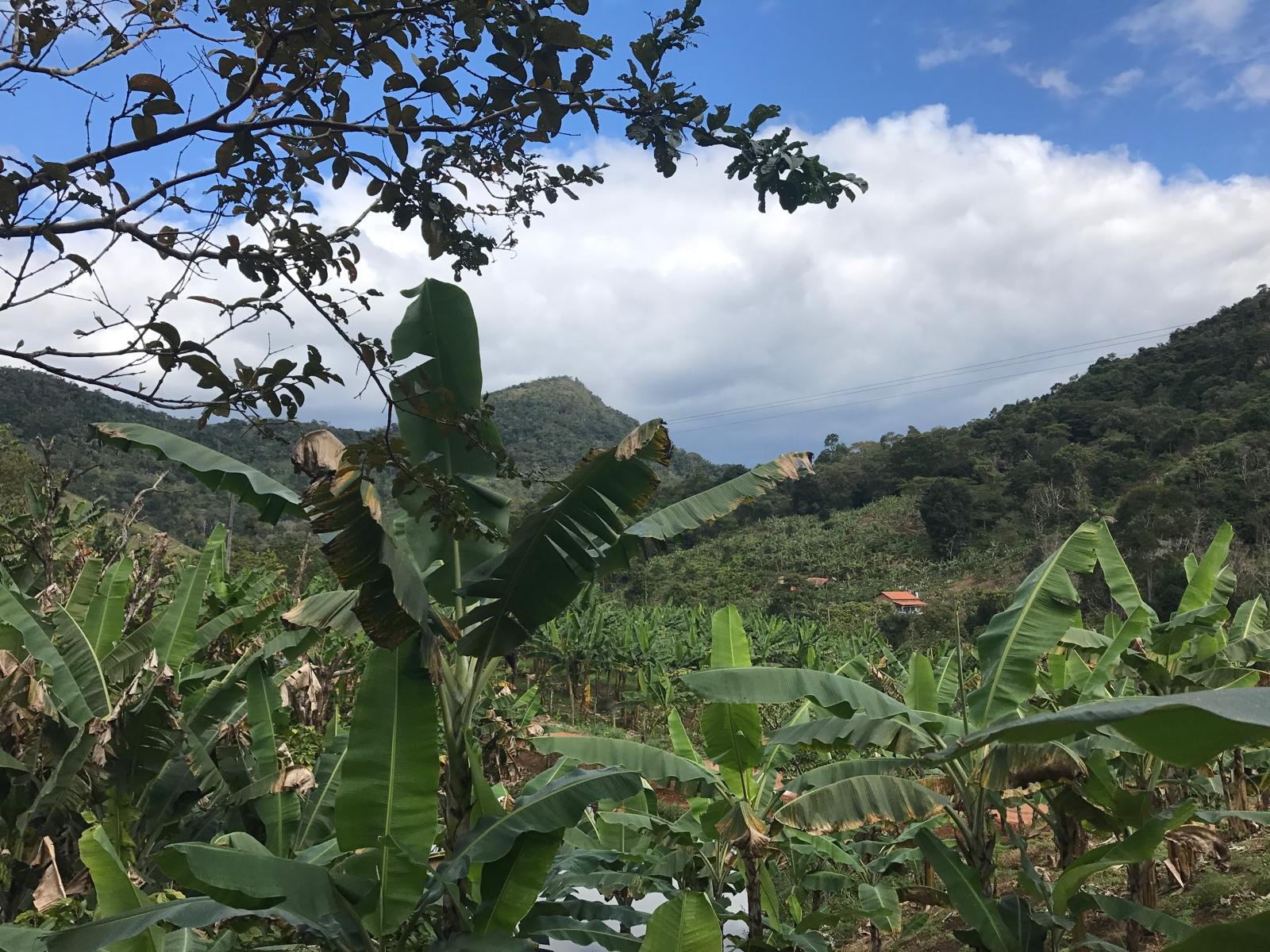 Fazenda Região de Santos Estevão Jaguaquara - Image 3